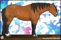 Horse Color:Bay Sabino 