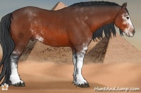 Horse Color:Brown Sabino