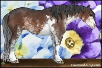 Horse Color:Brown Sabino 