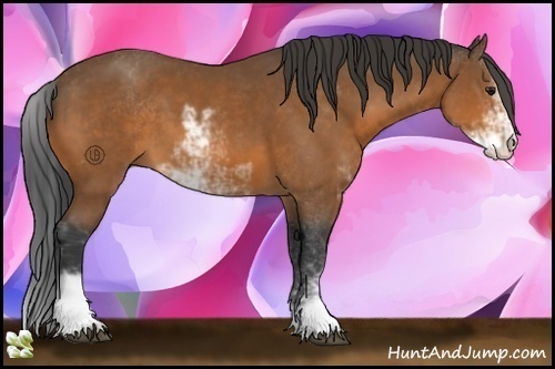 Horse Color:Bay Sabino