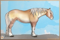 Horse Color:Silver Bay Pearl Onyx