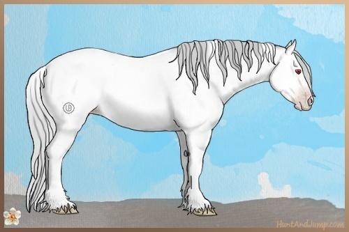 Horse Color:Silver Amber Champagne Chinchilla Roan Dun Tobiano Rabicano