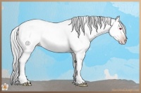 Horse Color:Silver Amber Champagne Chinchilla Roan Dun Tobiano Rabicano 