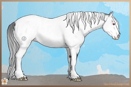 Horse Color:White Spotted Bay Chinchilla Tobiano Frame Appaloosa Rabicano 