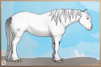 Horse Color:White Spotted Bay Chinchilla Tobiano Frame Near Leopard Rabicano