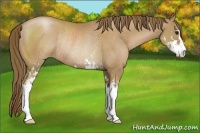 Horse Color:Black Pearl Sabino Rabicano 