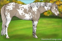 Horse Color:Silver Grullo Splash Tobiano 