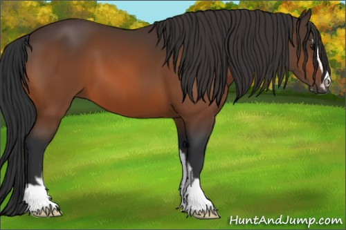 Horse Color:Brown Sabino 