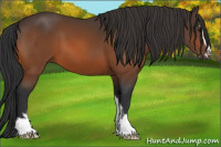 Horse Color:Brown Sabino