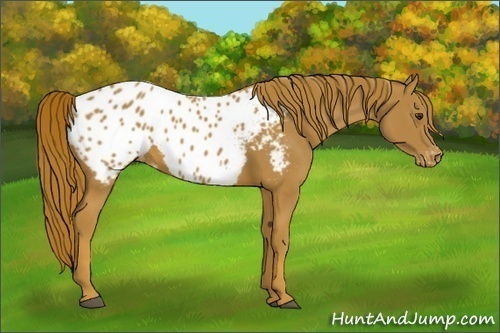 Horse Color:Chestnut Appaloosa