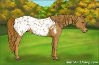 Horse Color:Chestnut Appaloosa 