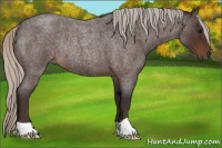 Horse Color:Silver Brown Roan Rabicano