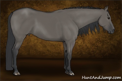 Horse Color:Grullo 