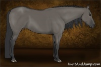 Horse Color:Grullo
