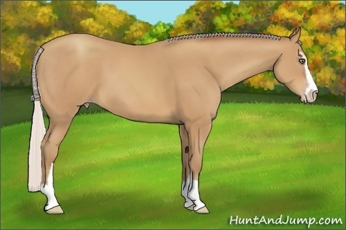 Horse Color:Silver Sable Champagne Sabino 
