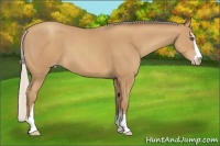 Horse Color:Silver Sable Champagne Sabino