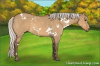 Horse Color:White Spotted Silver Bay Dun