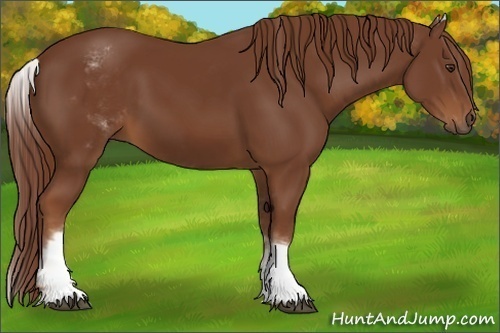 Horse Color:White Spotted Chestnut Frame 
