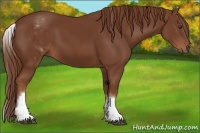 Horse Color:White Spotted Chestnut Frame