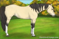 Horse Color:Buckskin 