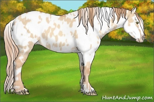 Horse Color:Gold Champagne Dun Near Leopard  and Gold Champagne Dun Near Fewspot 