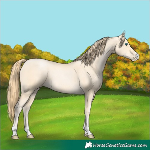 Horse Color:Buckskin Pearl 