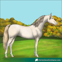 Horse Color:Buckskin Pearl 