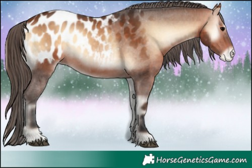 Horse Color:Bay Onyx Blanket