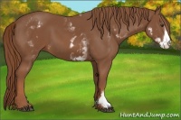 Horse Color:White Spotted Chestnut Frame