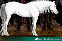 Horse Color:Liver Chestnut Appaloosa 