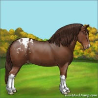 Horse Color:Liver Chestnut Appaloosa