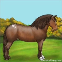 Horse Color:Liver Chestnut Appaloosa