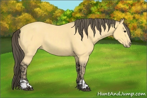 Horse Color:Buckskin  and Amber Cream Champagne 