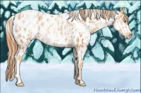 Horse Color:Gold Champagne Appaloosa and Gold Champagne Appaloosa