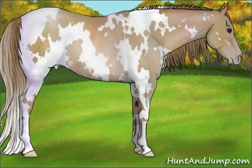 Horse Color:White Spotted Black Pearl Rabicano 