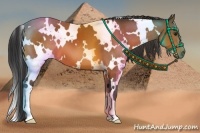 Horse Color:White Spotted Bay 