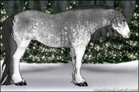 Horse Color:White Spotted Blue Roan Rabicano  and White Spotted Blue Roan Rabicano 
