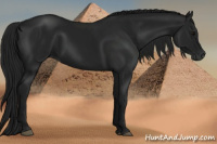 Horse Color:Gray Black 