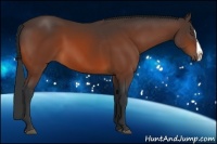Horse Color:Bay Splash 