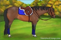 Horse Color:Bay Roan