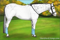 Horse Color:White Spotted Black Appaloosa 
