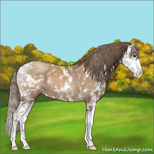 Horse Color:Black Pearl Sabino 