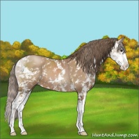 Horse Color:Black Pearl Sabino 