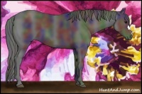 Horse Color:Nacre Black 