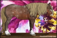 Horse Color:Liver Chestnut Sabino 