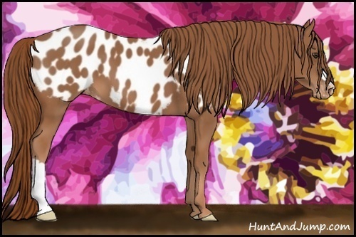 Horse Color:Chestnut Appaloosa 