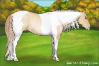 Horse Color:Classic Champagne Pearl Tobiano Rabicano 
