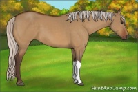 Horse Color:Silver Bay Dun