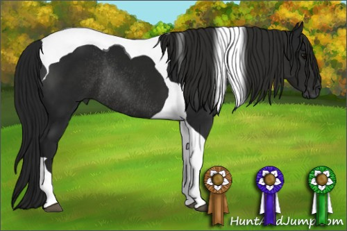 Horse Color:Gray Black Tobiano Rabicano 