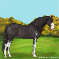 Horse Color:Smoky Black Sabino 